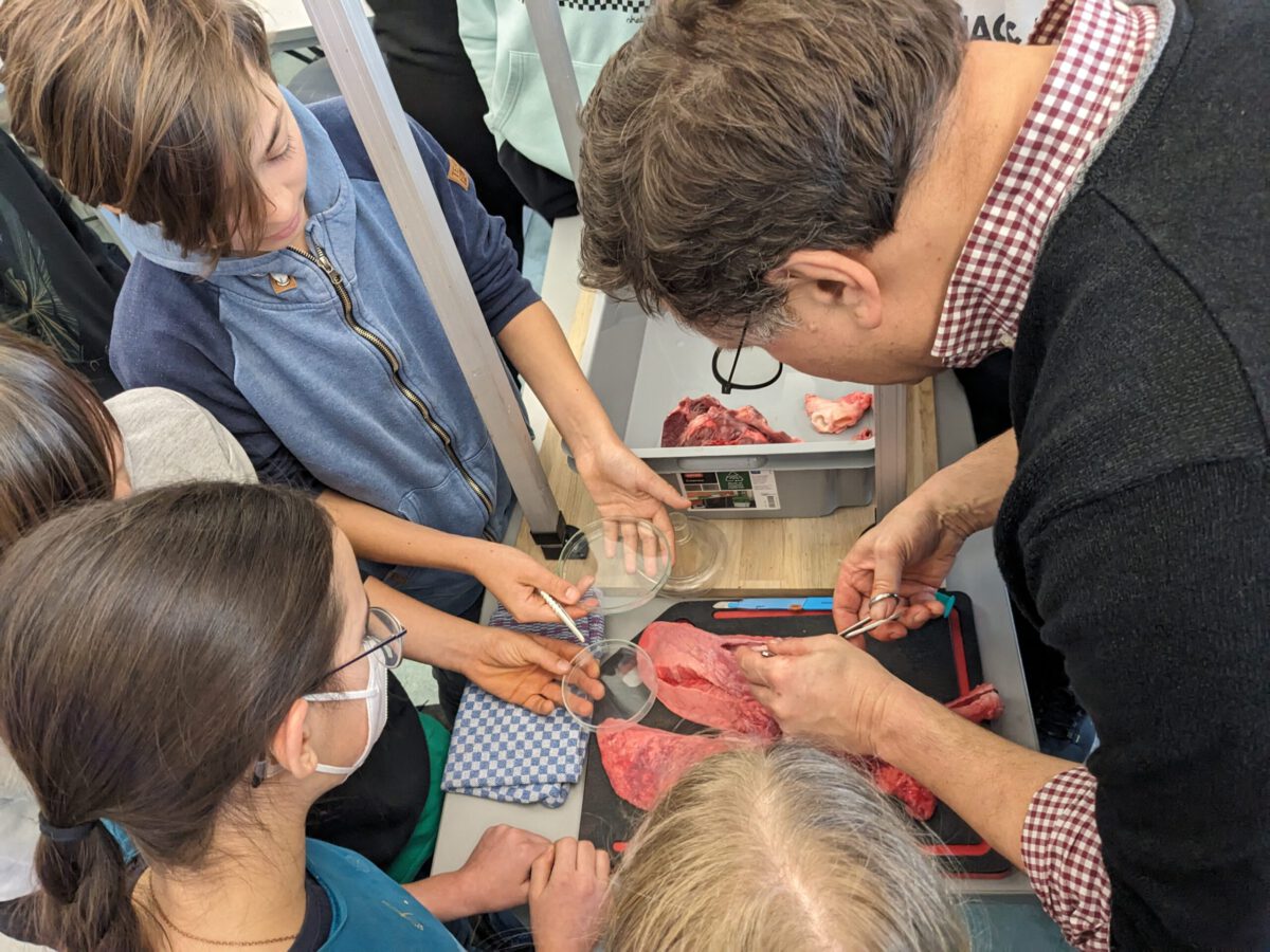 Dr.Klein an der Weidigschule Butzbach beim sezieren einer Schweinelunge